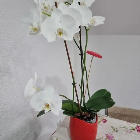 Workershome - Business - Monteurwohnungen 3*